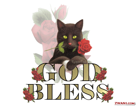 God Bless, cat with a red rose