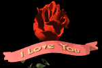 I love you, a red rose blooming